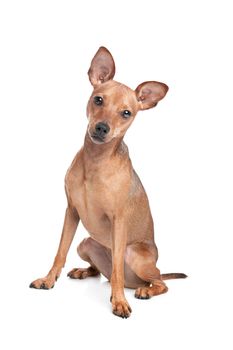 Miniature Pinscher in front of a white background