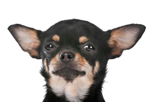 Chihuahua dog in front of a white background