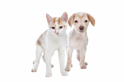 Puppy and kitten in front of a white background