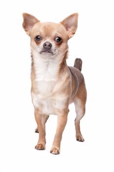 short haired chihuahua in front of a white background