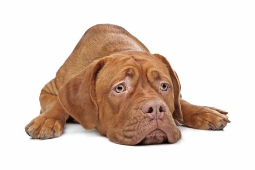 Dogue de Bordeaux in front of a white background