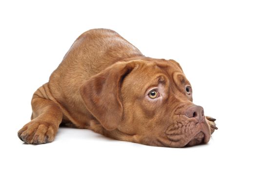 Dogue de Bordeaux in front of a white background