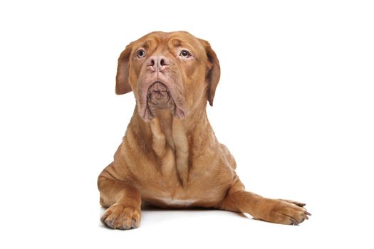 Dogue de Bordeaux in front of a white background