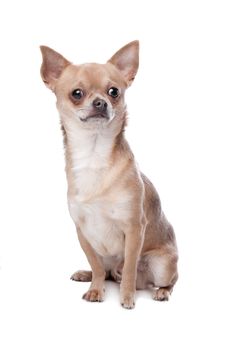 short haired chihuahua in front of a white background