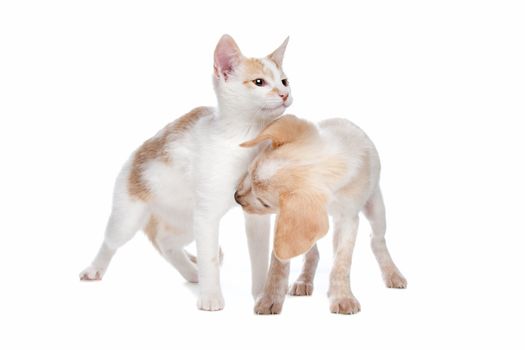 Puppy and kitten in front of a white background