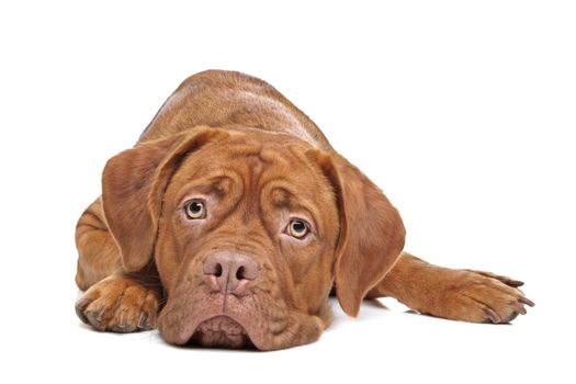 Dogue de Bordeaux in front of a white background