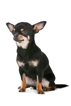 Chihuahua dog in front of a white background