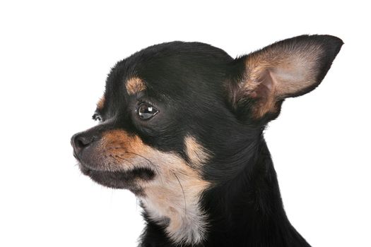 Chihuahua dog in front of a white background