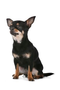 Chihuahua dog in front of a white background