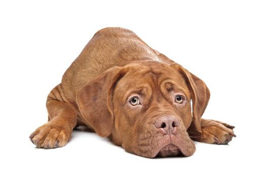 Dogue de Bordeaux in front of a white background