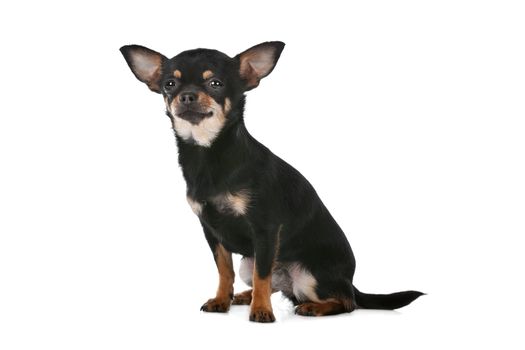 Chihuahua dog in front of a white background
