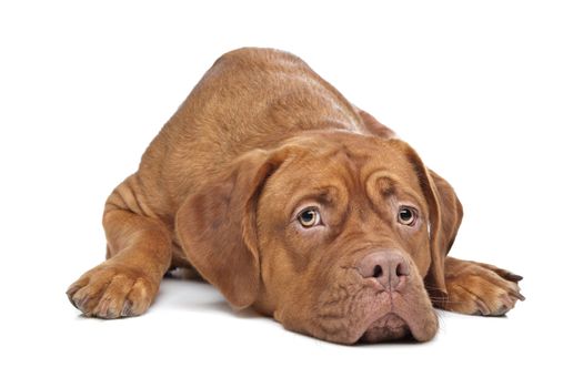 Dogue de Bordeaux in front of a white background