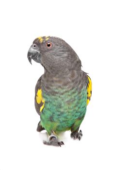 Meyer Parrot in front of a white background