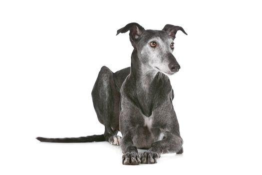 Old greyhound in front of a white background