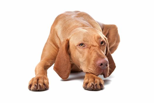 Hungarian Vizsla in front of a white background