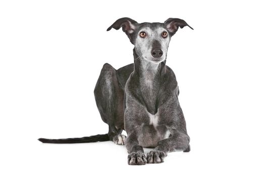 Old greyhound in front of a white background