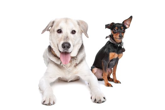 miniature Pinscher and a mixed breed Labrador in front of white