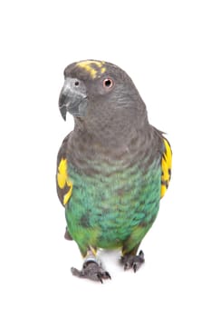 Meyer Parrot in front of a white background