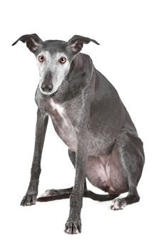 Old greyhound in front of a white background