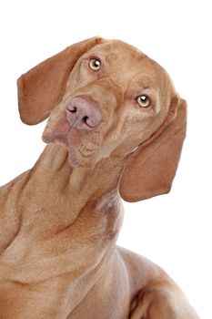 Hungarian Vizsla in front of a white background