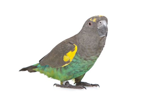 Meyer Parrot in front of a white background