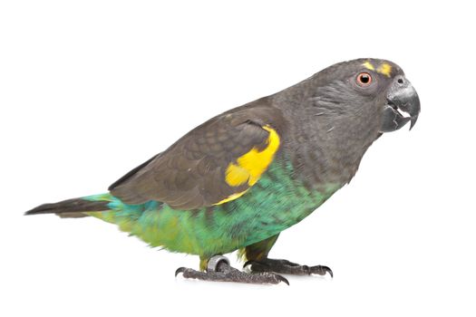 Meyer Parrot in front of a white background