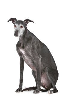 Old greyhound in front of a white background