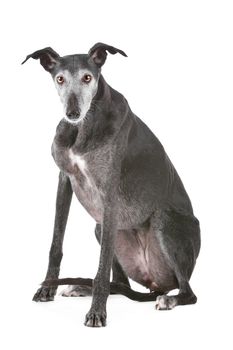 Old greyhound in front of a white background