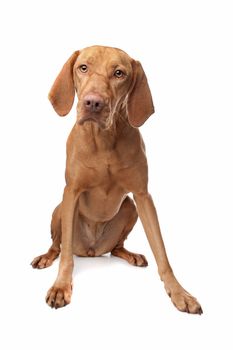 Hungarian Vizsla in front of a white background