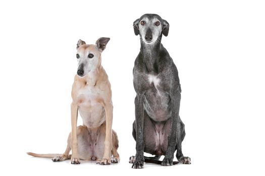 Two greyhound dogs in front of a white background