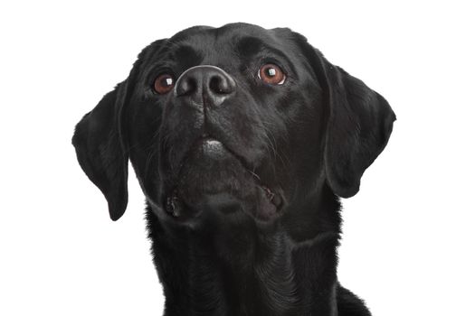 Black Labrador in front of a white background