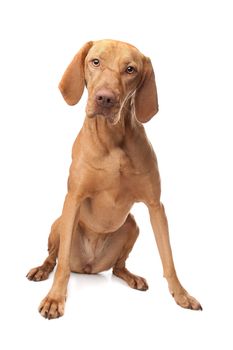 Hungarian Vizsla in front of a white background