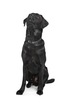 Black Labrador in front of a white background