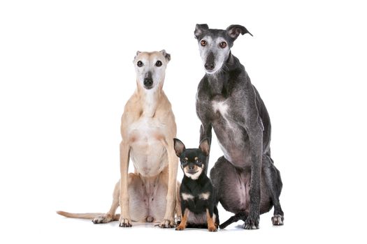 two greyhounds and a chihuahua in front of a white background