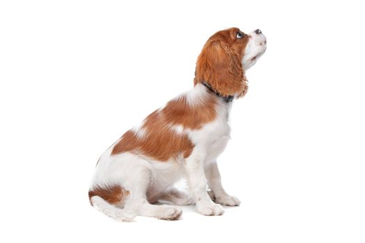 Cavalier King Charles Spaniel puppy on a white background