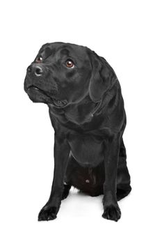 Black Labrador in front of a white background