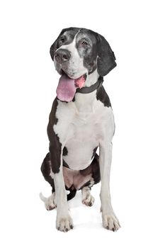 great dane in front of a white background