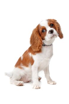Cavalier King Charles Spaniel puppy on a white background