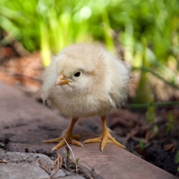 one baby chicken and green grass