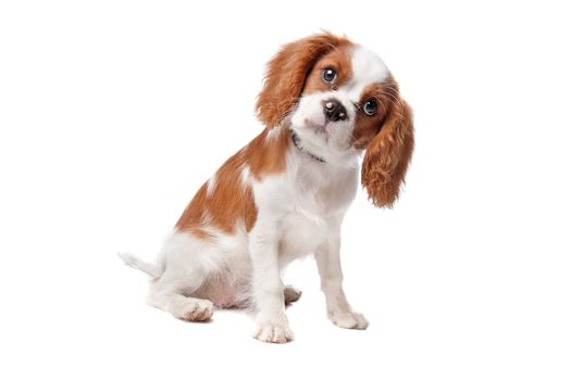 Cavalier King Charles Spaniel puppy on a white background