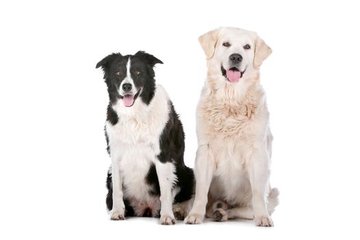 Golden Retriever and a border collie in front of a white background