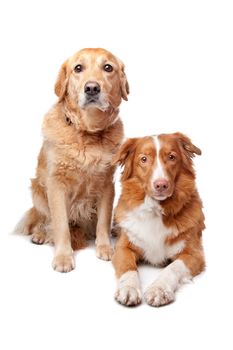 Nova Scotia Duck Tolling Retriever and a golden retriever on a white background