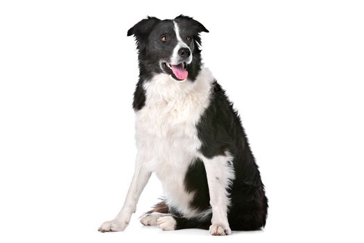 Border Collie sheepdog in front of a white background