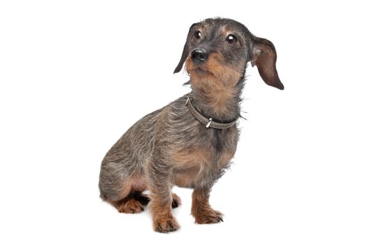 Wire-haired dachshund (Kaninchen Teckel) in front of white