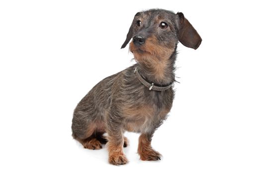 Wire-haired dachshund (Kaninchen Teckel) in front of white