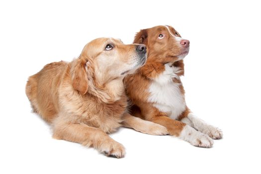 Nova Scotia Duck Tolling Retriever and a golden retriever on a white background