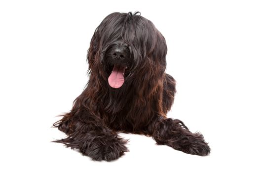 Briard dog in front of a white background
