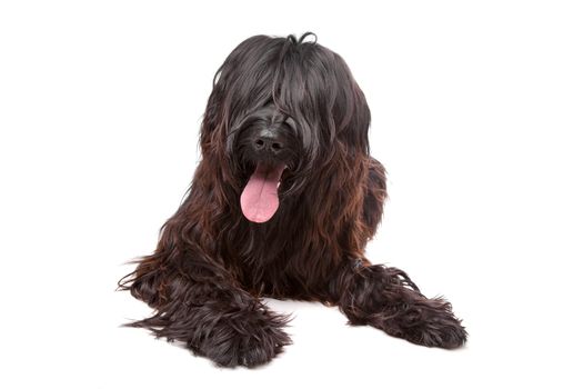 Briard dog in front of a white background