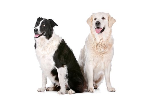 Golden Retriever and a border collie in front of a white background