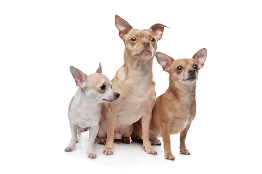 three chihuahua dogs in front of a white background